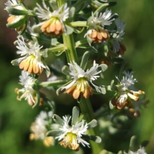 Détail fleurs blanches et étamines de Réséda de Jacquin Reseda jacquinii
