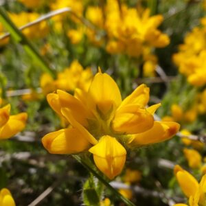 Détail fleurs papilionacées jaunes de Genêt d'Espagne Genista