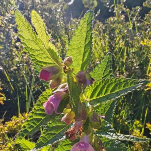 Détail fleurs roses et blanches de Mélitte à feuilles de mélisse