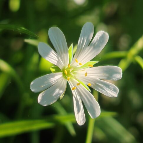 Détail floral de Stellaria holostea avec pétales blancs profondément échancrés