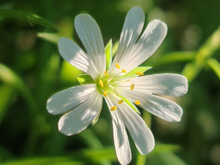 Stellaire holostée