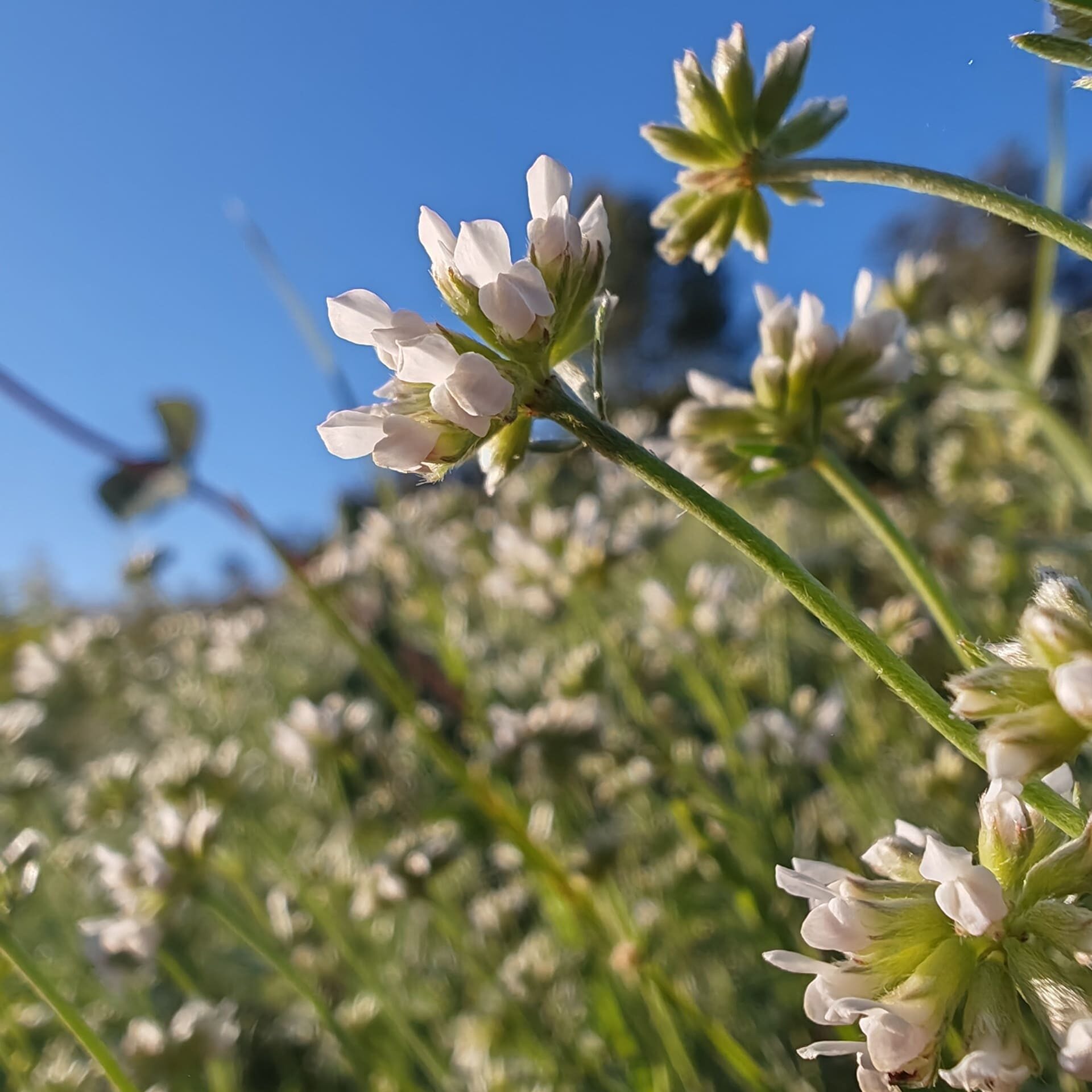 Détail inflorescence globuleuse de Badasse Lotus dorycnium