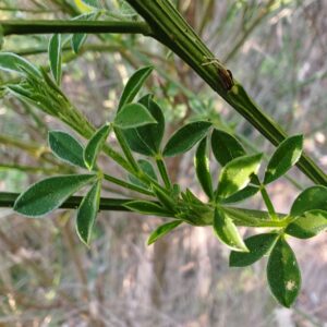 Detail tige verte anguleuse saillante et feuilles de Genet a balais Cytisus scoparius