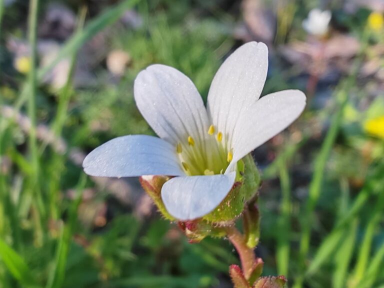 Saxifrage granulée