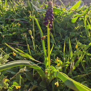 Épi floral de Muscari à toupet montrant les fleurs fertiles brunes en bas et violettes au sommet
