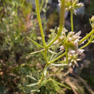 Feuillage grisâtre de Badasse Lotus dorycnium feuilles sessiles