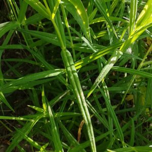Stellaire holostée - Feuille