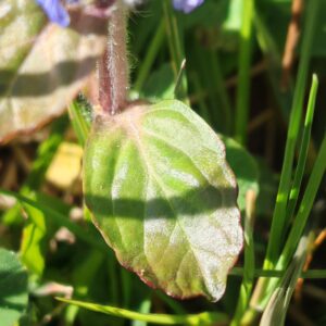 Feuille de Bugle rampante Feuille de Bugle rampante