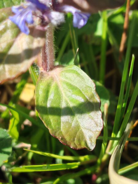 Bugle rampante