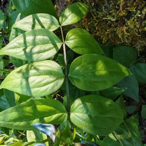 Feuille de Gesse de printemps