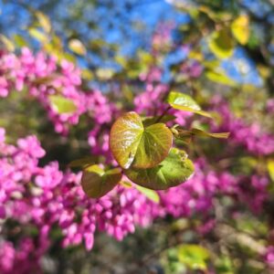 Feuille de l'Arbre de Judée