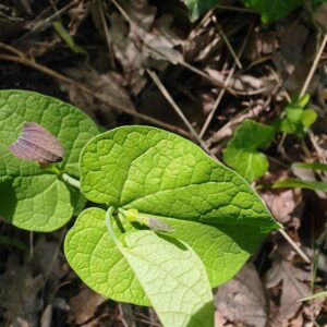 Feuille ronde amplexicaule de Aristoloche a feuilles rondes Aristolochia rotunda