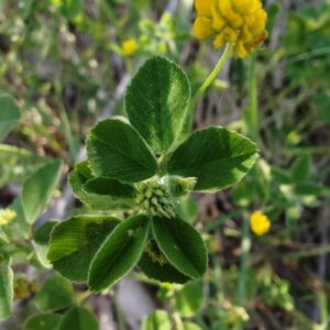 Feuille trifolié de Luzerne lupuline