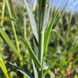 Feuilles alternes et linéaires de Lin de Narbonne Linum narbonense