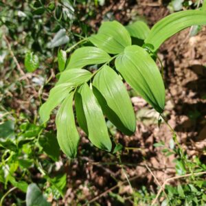 Feuilles de Polygonatum odoratum