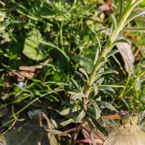 Feuilles de l'Alysson à calices persistants Feuilles de l'Alysson à calices persistants