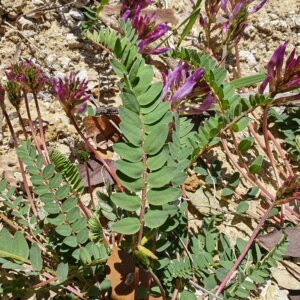 Feuilles de l'Astragale de Montpellier
