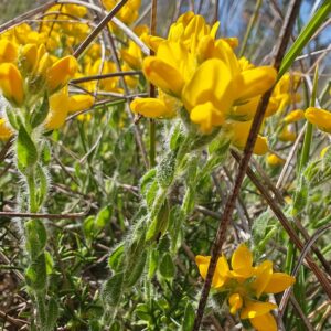 Feuilles du Genêt d'Espagne