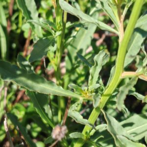 Feuilles incisées et base de tige de Reseda de Jacquin Reseda jacquinii