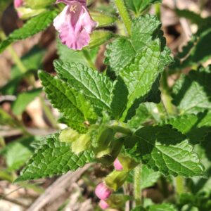 Feuilles opposées dentées de la Mélitte à feuilles de mélisse sauvage