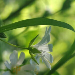 Feuilles opposées lancéolées et tige anguleuse de Stellaria holostea