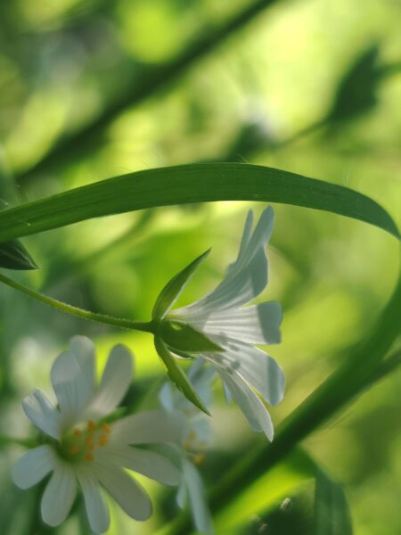Stellaire holostée