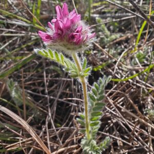 Feuilles pennées soyeuses de Anthyllide des montagnes en rocaille
