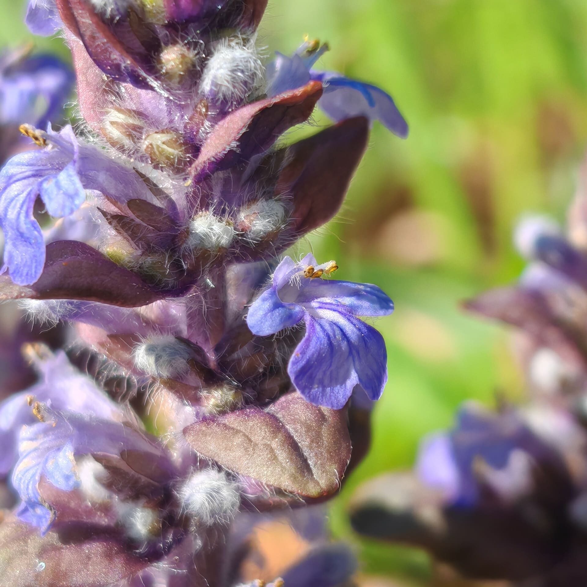 Fleur bilabié de Bugle rampante Fleur bilabié de Bugle rampante