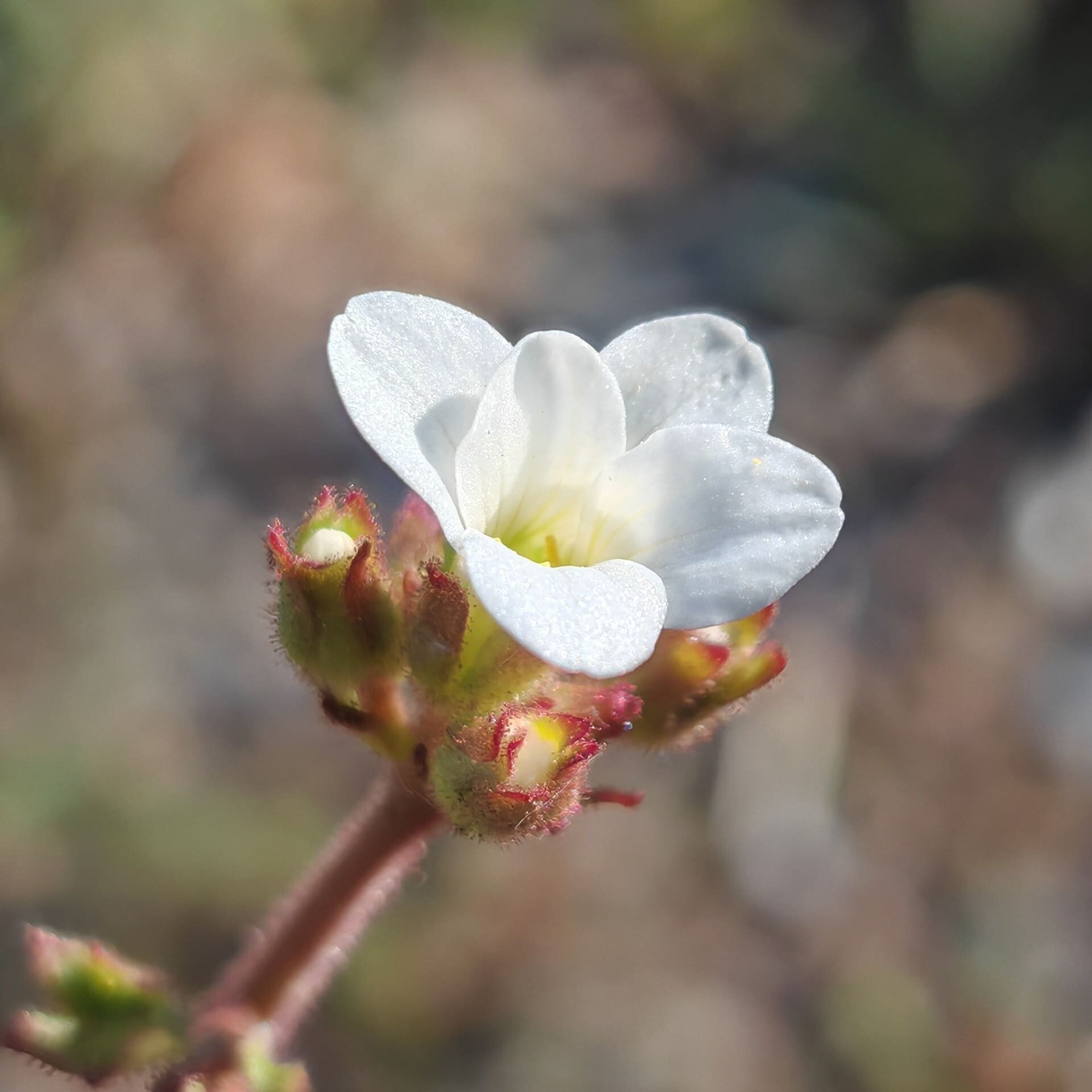 Fleur blanche de Saxifrage granulée en pleine floraison vue de dessus