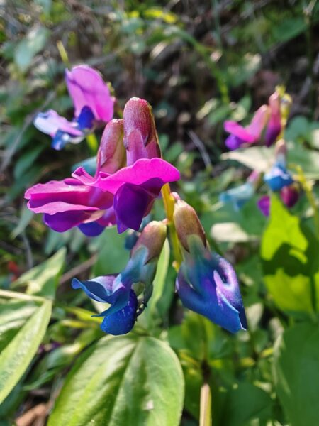 Gesse de printemps