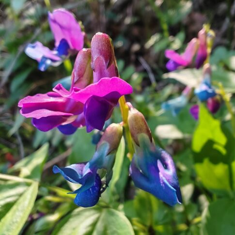 Fleur bleu à pourpre de Gesse de printemps