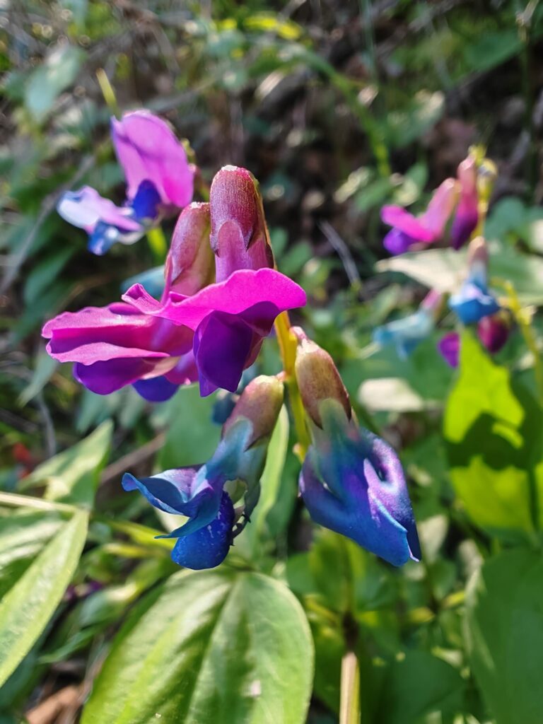 Gesse de printemps
