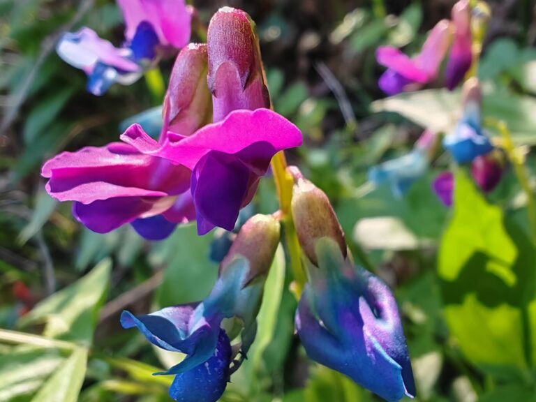 Gesse de printemps