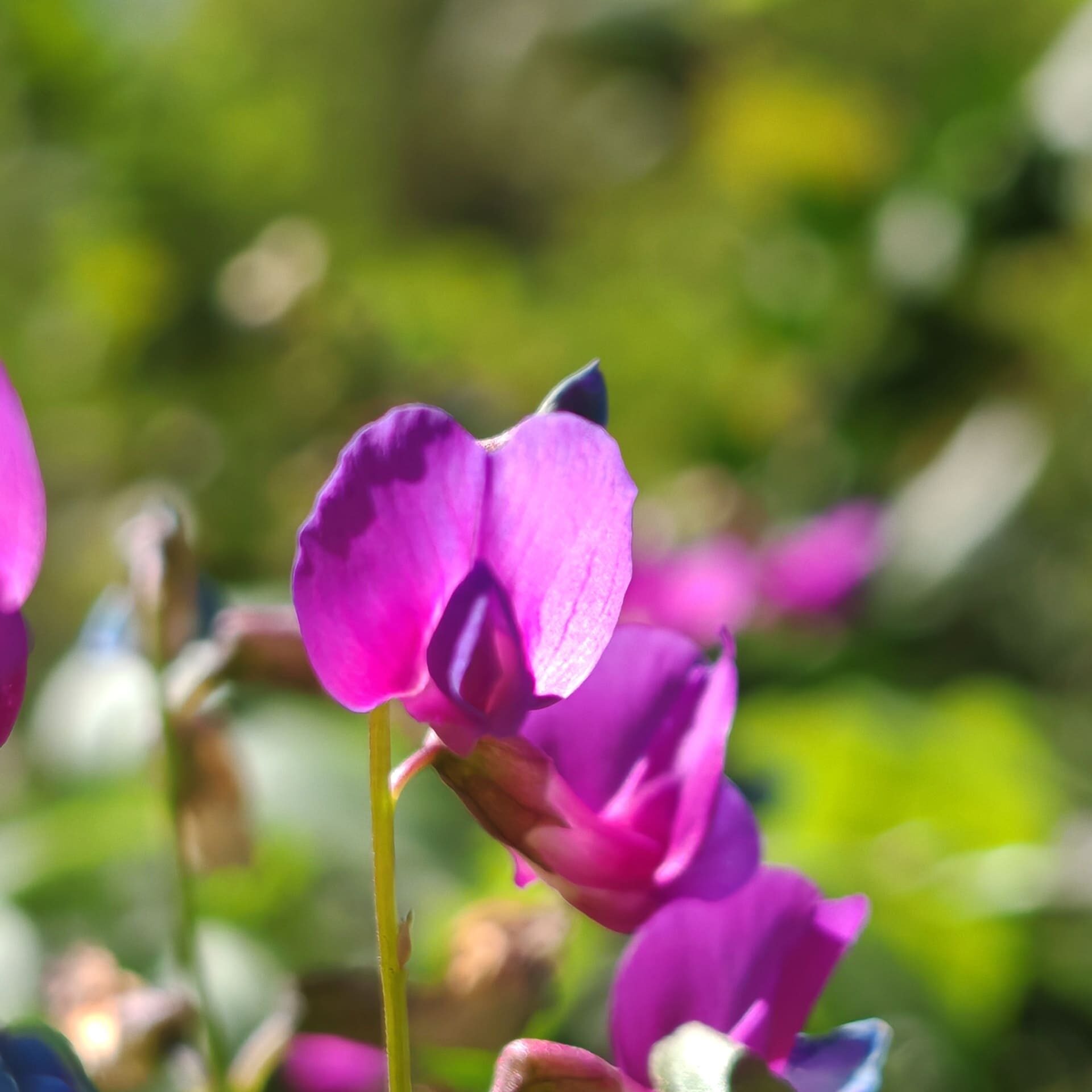 Fleur de Gesse de printemps