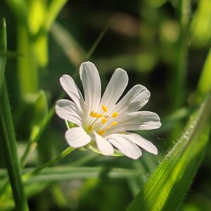 Fleur de Stellaire holostée vue de face, 5 pétales bifides et étamines visibles