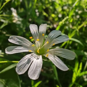 Fleur de Stellaria holostea en anthèse, pétales blancs bifides et anthères jaunes