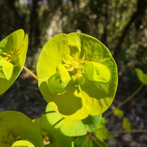 Fleur de l'Euphorbe des bois