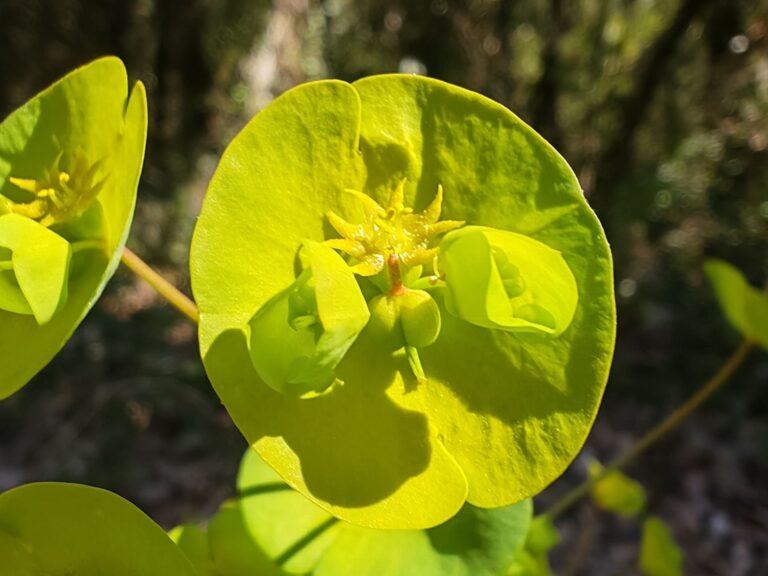 Euphorbe des bois