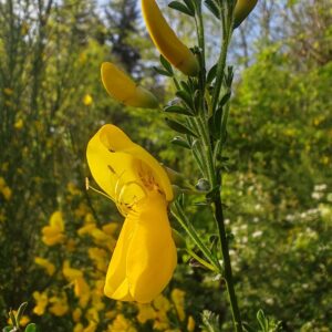 Fleur jaune de Genêt à balais de profil sur tige florale