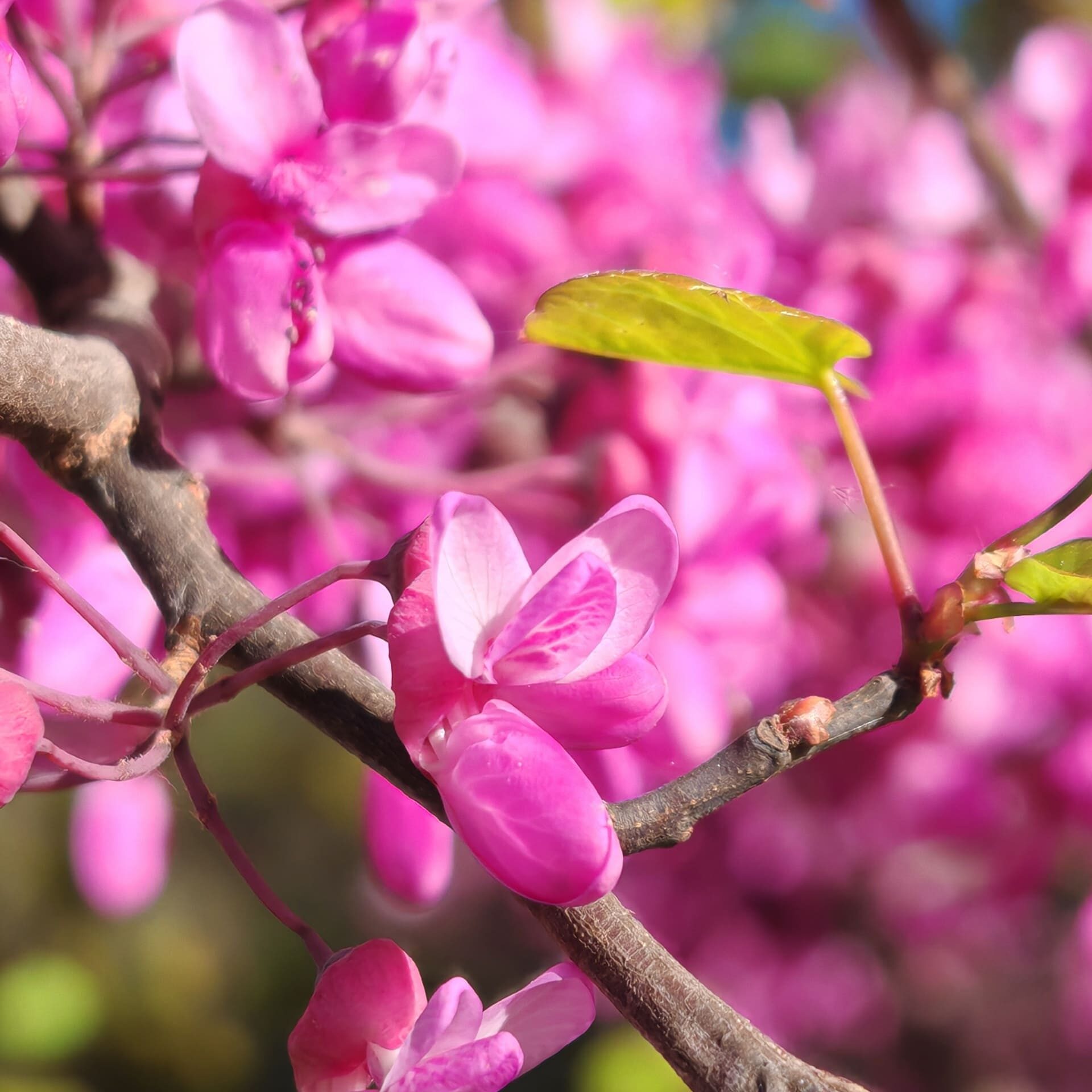 Fleur papillionacée de l'Arbre de Judée