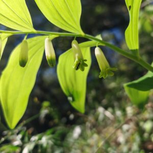 Fleurs de Polygonatum odoratum