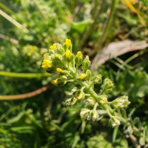 Fleurs de l'Alysson à calices persistants Fleurs de l'Alysson à calices persistants