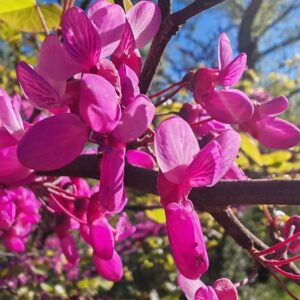 Fleurs de l'Arbre de Judée