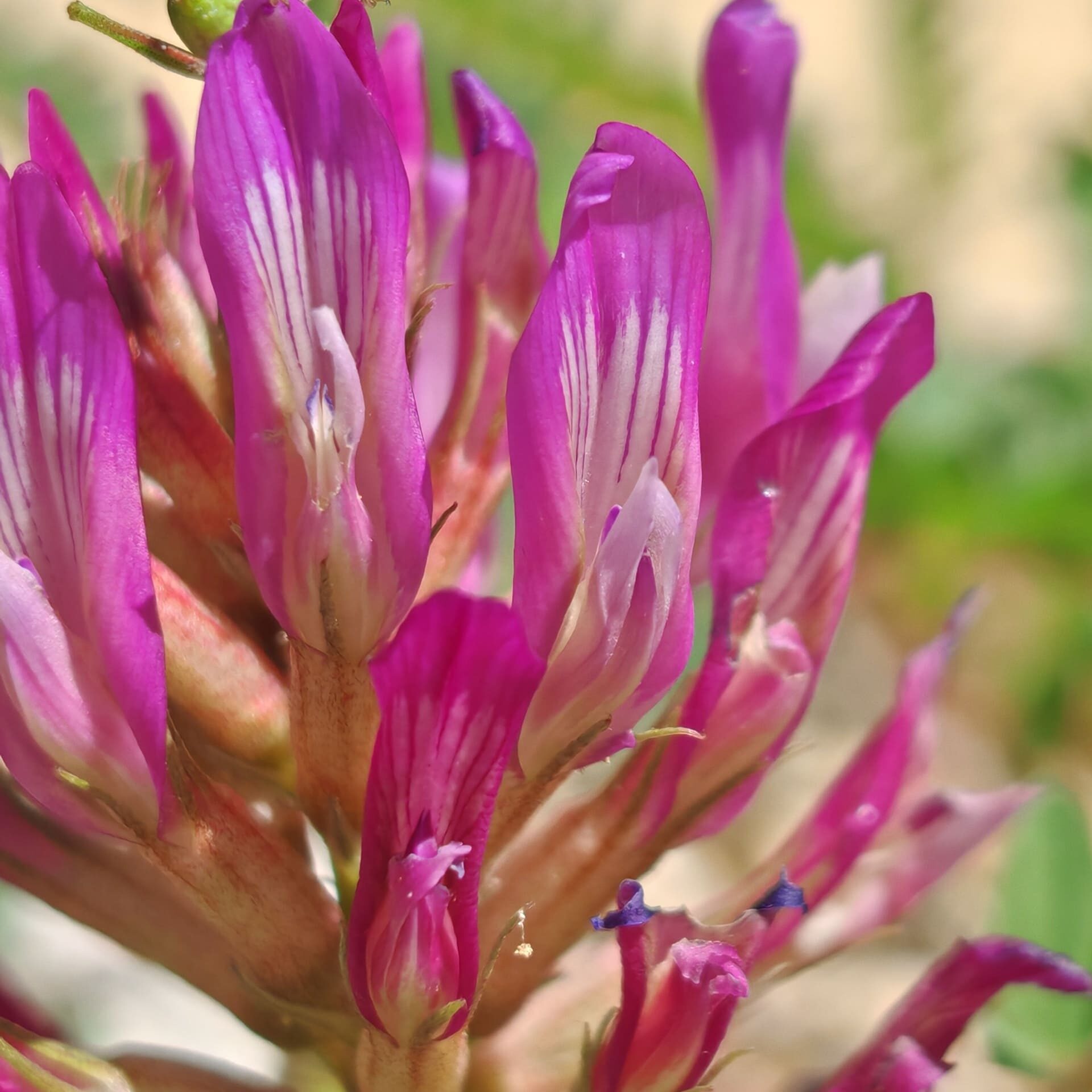 Fleurs de l'Astragale de Montpellier