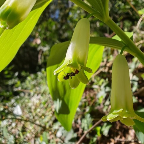 Fleurs du Sceau de Salomon odorant