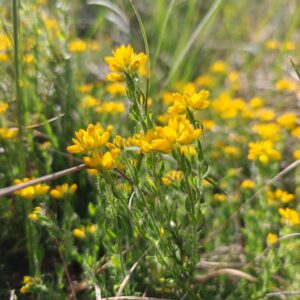 Fleurs et tiges épineuses du Genêt d'Espagne