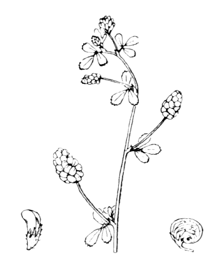 Flore de Coste Medicago lupulina