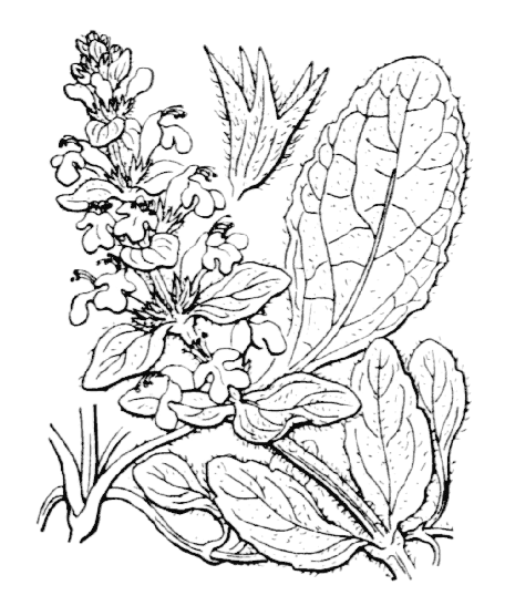 Flore de Coste Ajuga reptans Flore de Coste Ajuga reptans