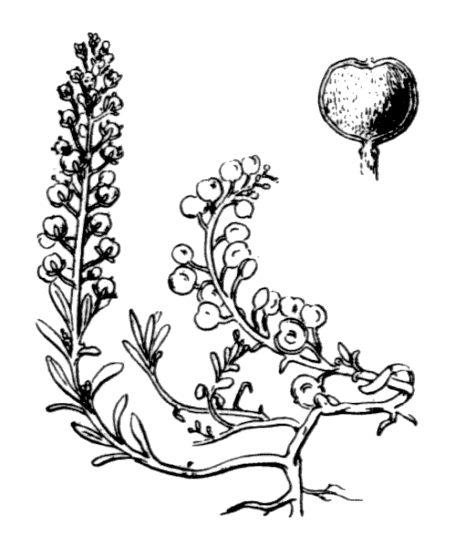 Flore de Coste Alysson à calices persistants Flore de Coste Alysson à calices persistants