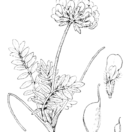 Flore de Coste Anthyllis montana